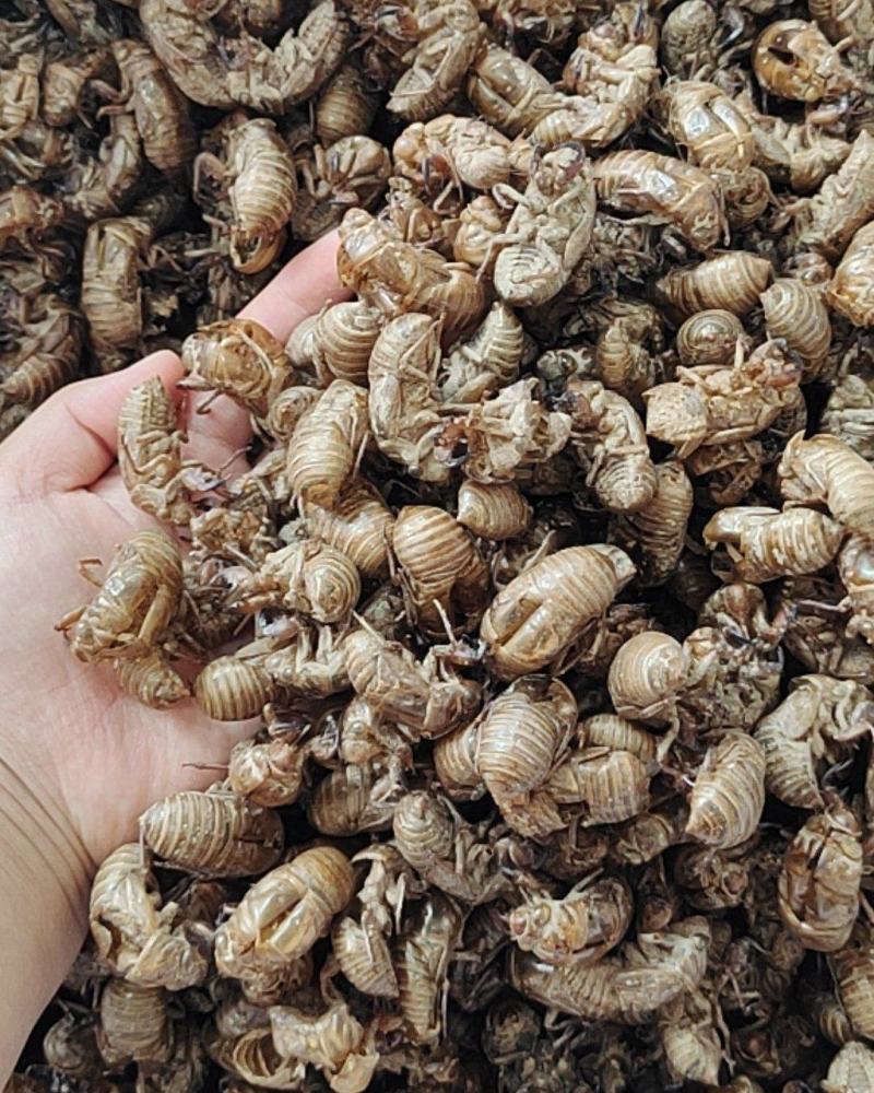 蝉蜕金蝉衣金蝉壳水洗干净无杂质