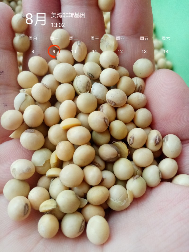进口巴西非转大豆美湾豆乌克兰非转散装袋装精品大量现货供应