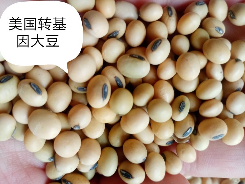 进口巴西非转大豆美湾豆乌克兰非转散装袋装精品大量现货供应