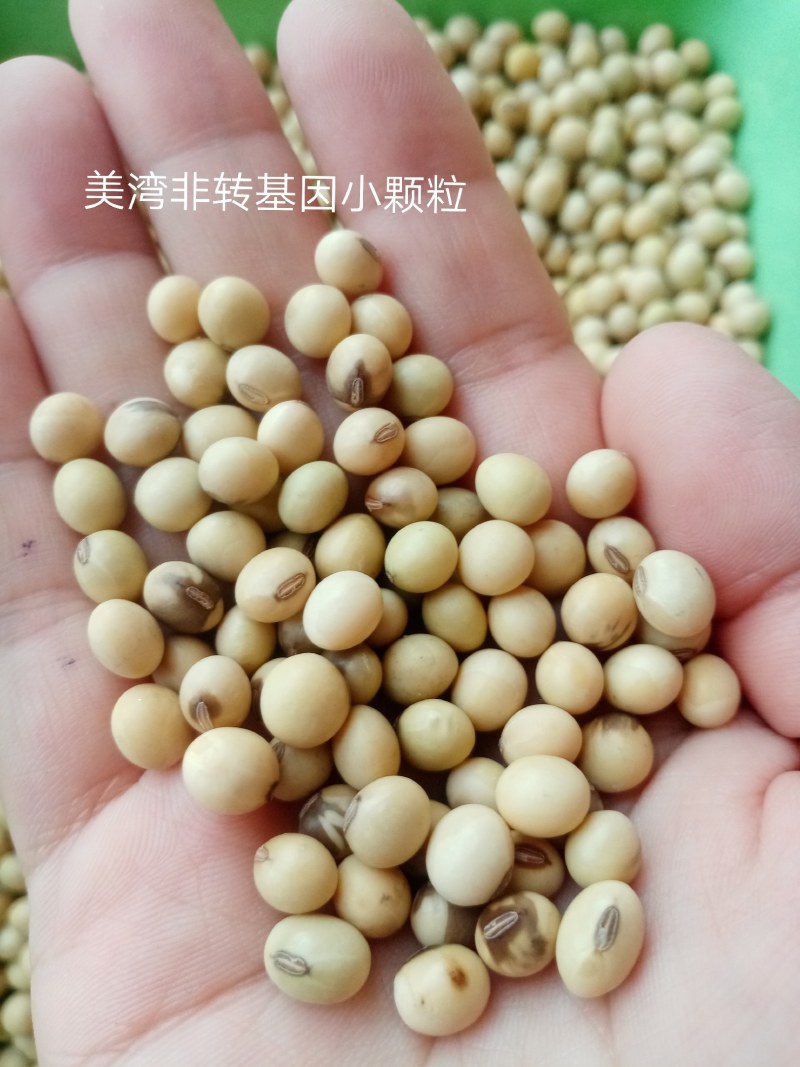 进口巴西非转大豆美湾豆乌克兰非转散装袋装精品大量现货供应