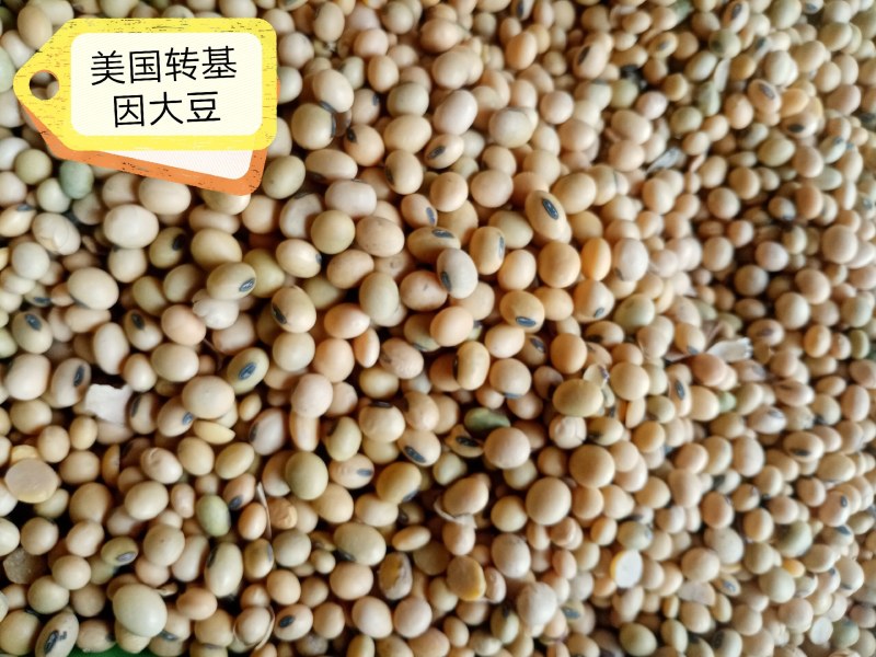 进口巴西非转大豆美湾豆乌克兰非转散装袋装精品大量现货供应
