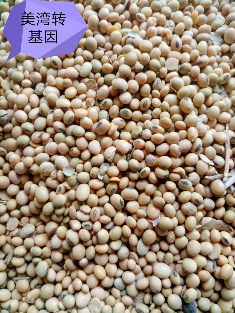 进口巴西非转大豆美湾豆乌克兰非转散装袋装精品大量现货供应