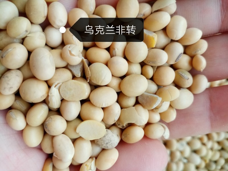 进口巴西非转大豆美湾豆乌克兰非转散装袋装精品大量现货供应