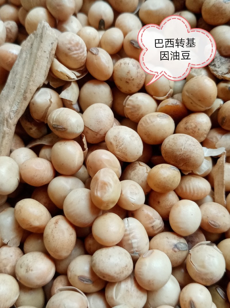 进口巴西非转大豆美湾豆乌克兰非转散装袋装精品大量现货供应