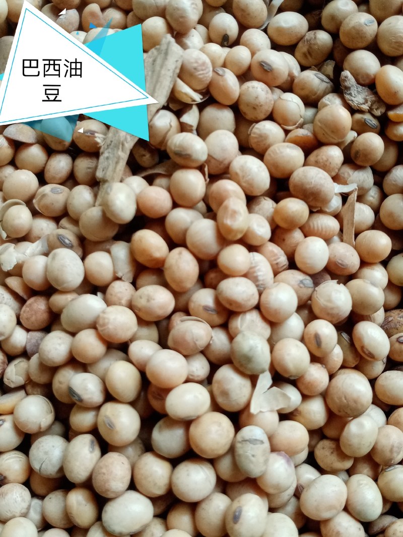 进口巴西非转大豆美湾豆乌克兰非转散装袋装精品大量现货供应