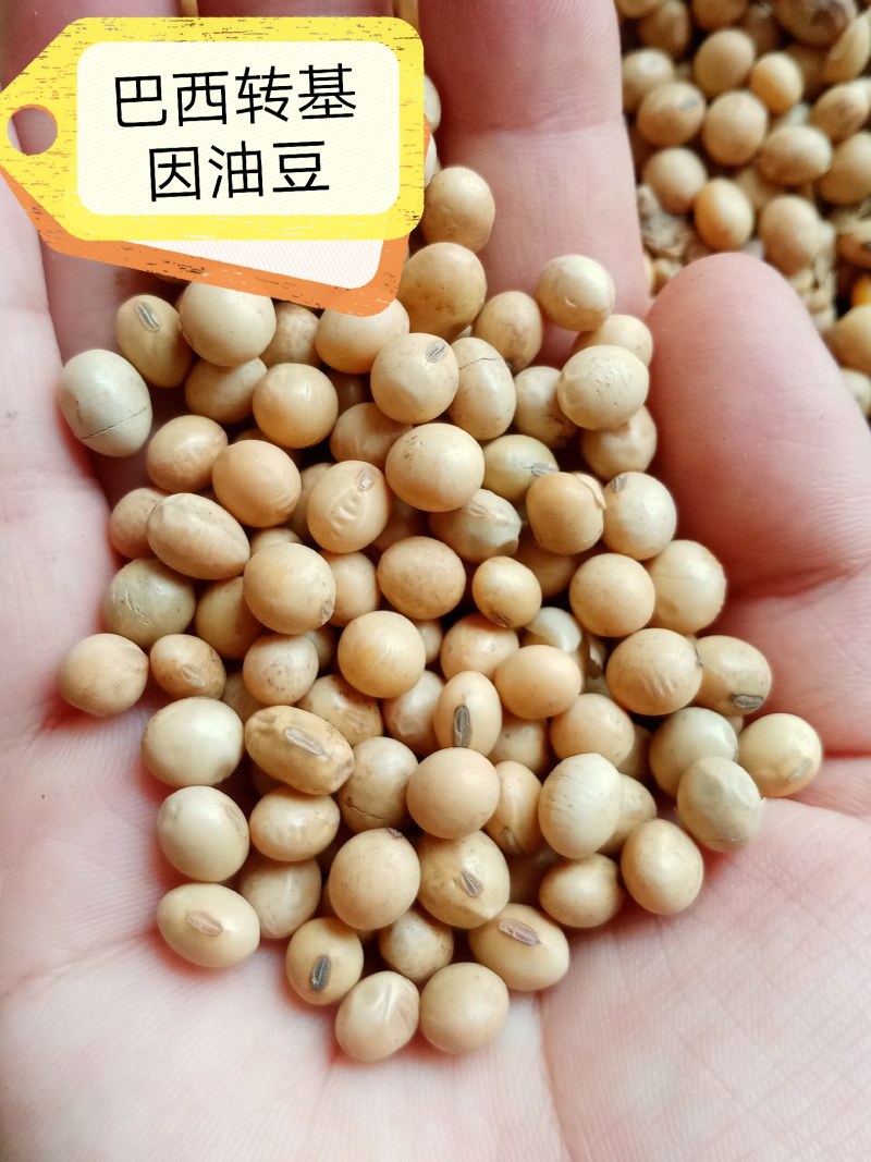 进口巴西非转大豆美湾豆乌克兰非转散装袋装精品大量现货供应