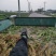 浙江宁波慈溪西三本地鲜雪菜采用先进的加工手法，干净绿色