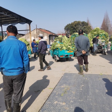 浙江宁波慈溪西三本地鲜雪菜采用先进的加工手法，干净绿色