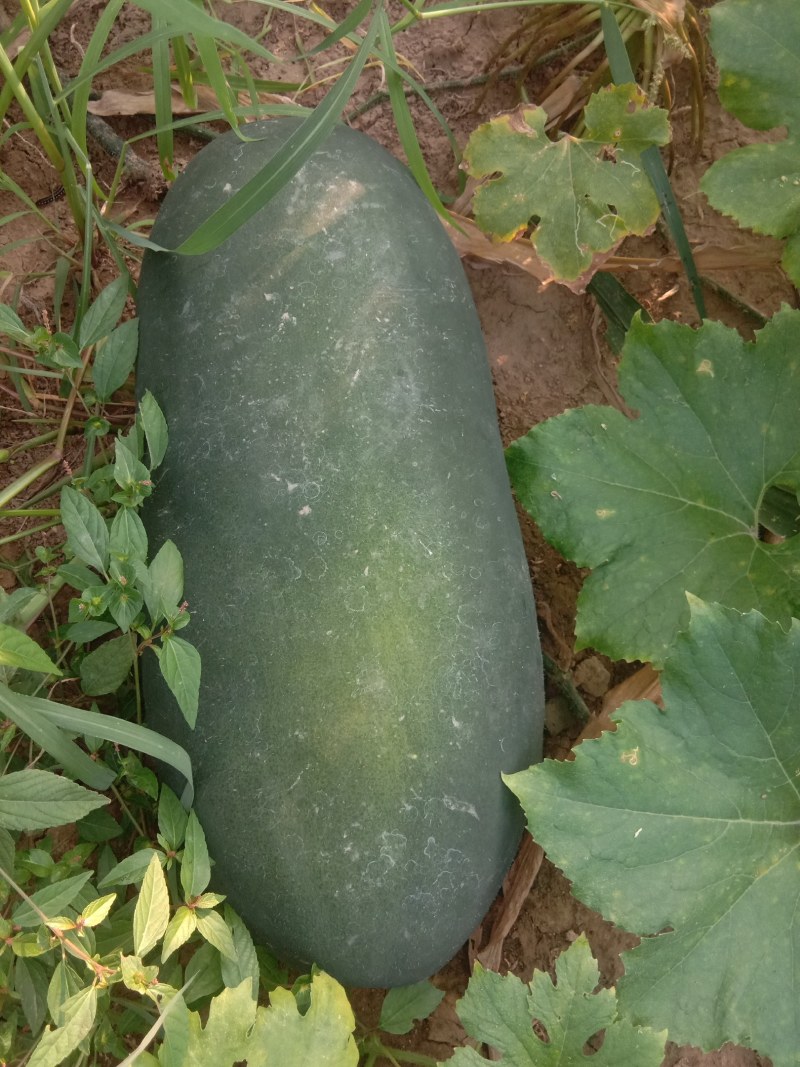 黑皮东瓜