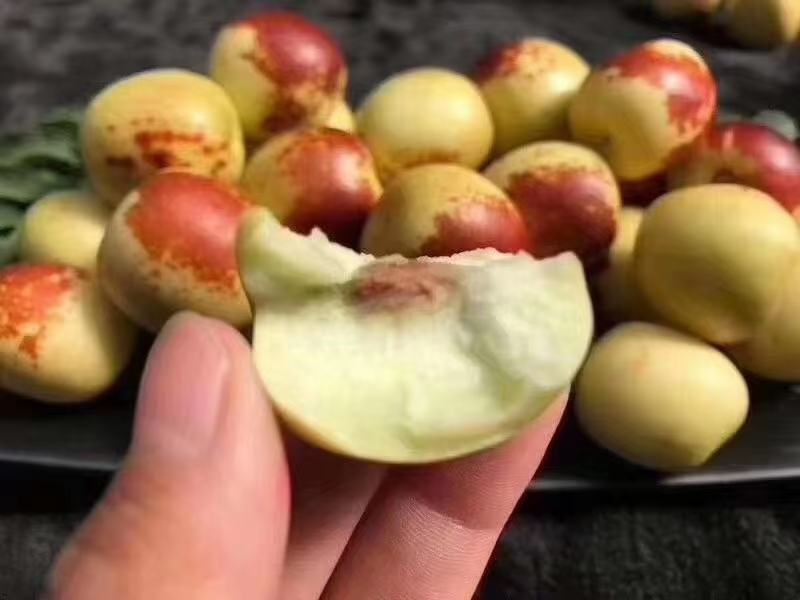 冬枣红了