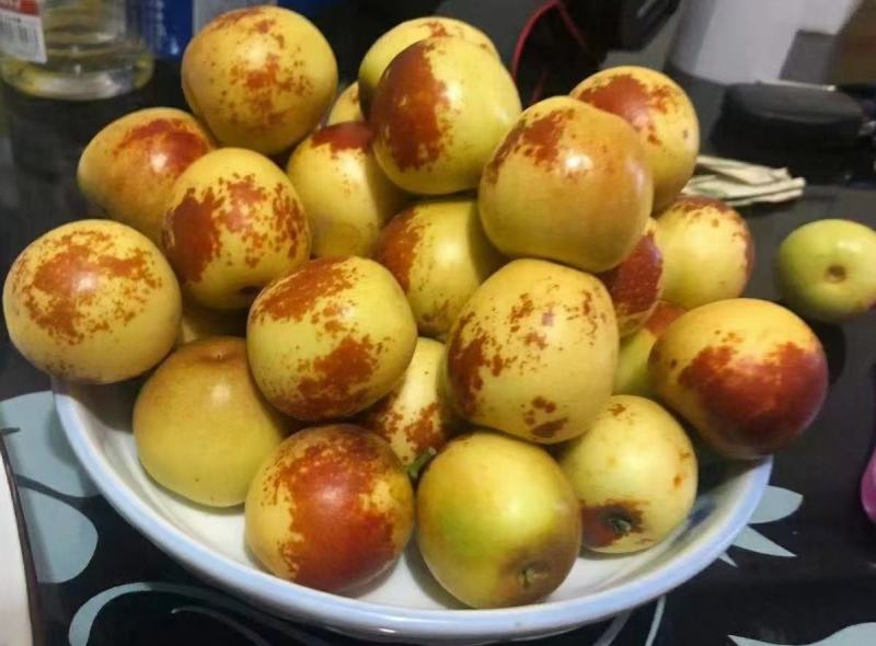冬枣红了