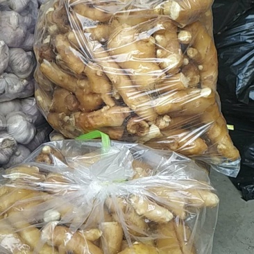 药厂入药姜