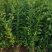水蜡杯苗大田苗高度60-70-80-1米左右