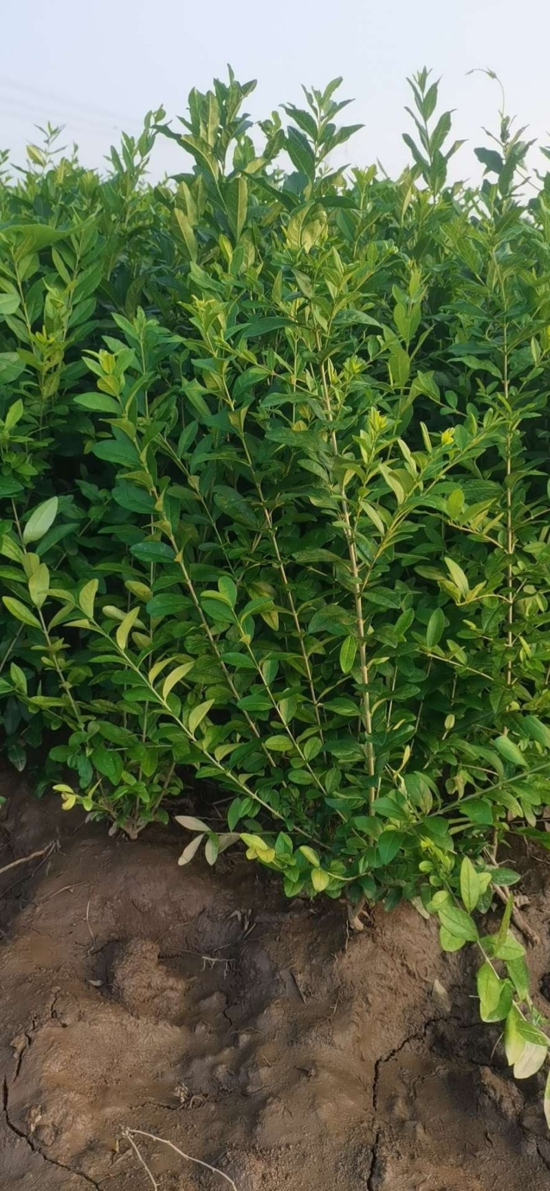 水蜡杯苗大田苗高度60-70-80-1米左右