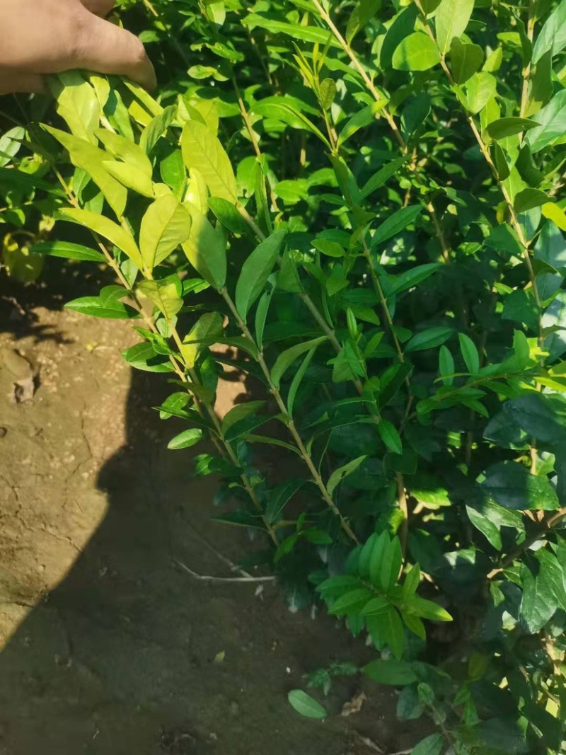 水蜡杯苗大田苗高度60-70-80-1米左右