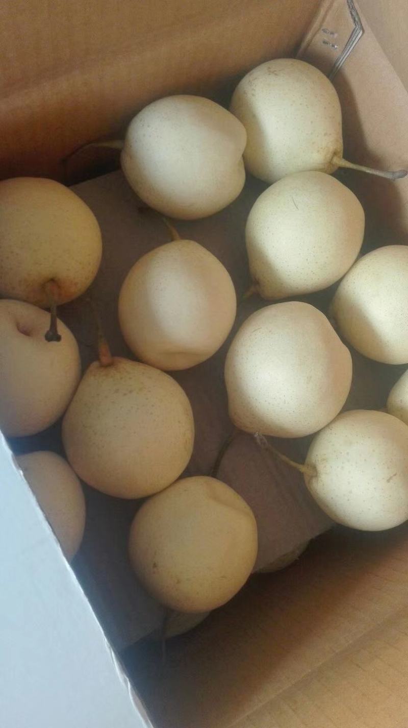 【诚信经营】赵县水晶梨代收代发电商果食品厂合作欢迎咨询
