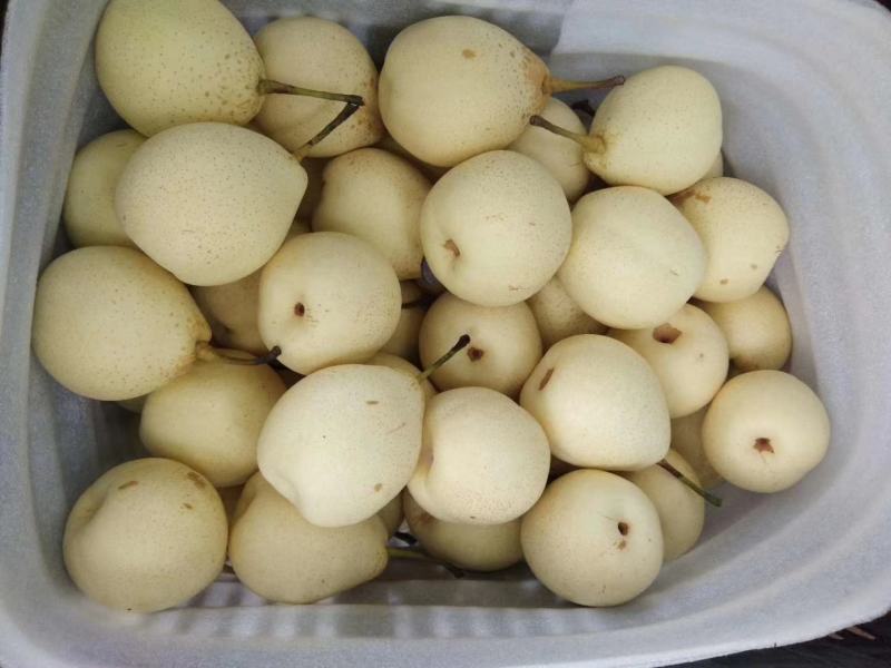【诚信经营】赵县水晶梨代收代发电商果食品厂合作欢迎咨询