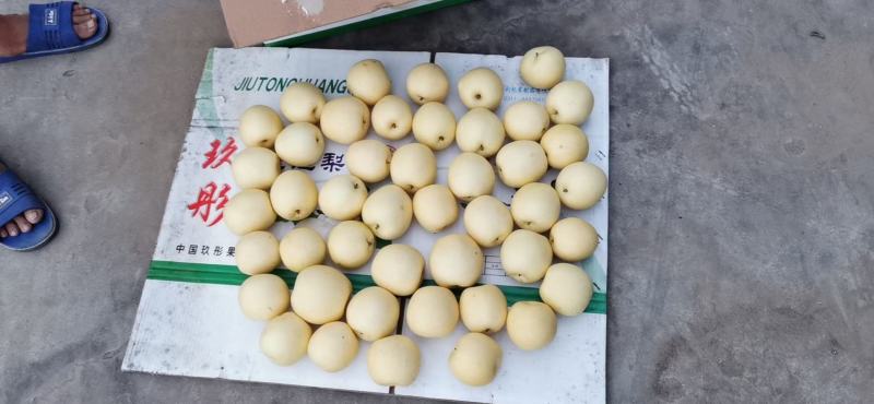 【诚信经营】赵县水晶梨代收代发电商果食品厂合作欢迎咨询