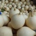 【诚信经营】赵县水晶梨代收代发电商果食品厂合作欢迎咨询