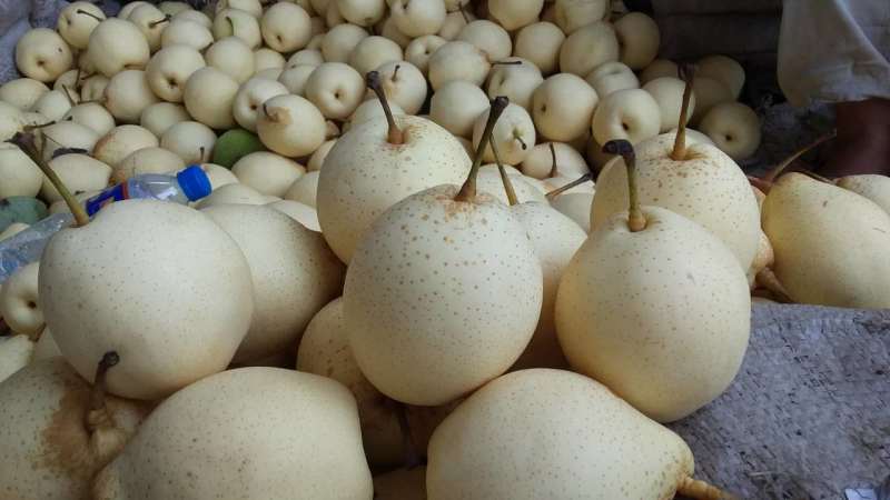 【诚信经营】赵县水晶梨代收代发电商果食品厂合作欢迎咨询