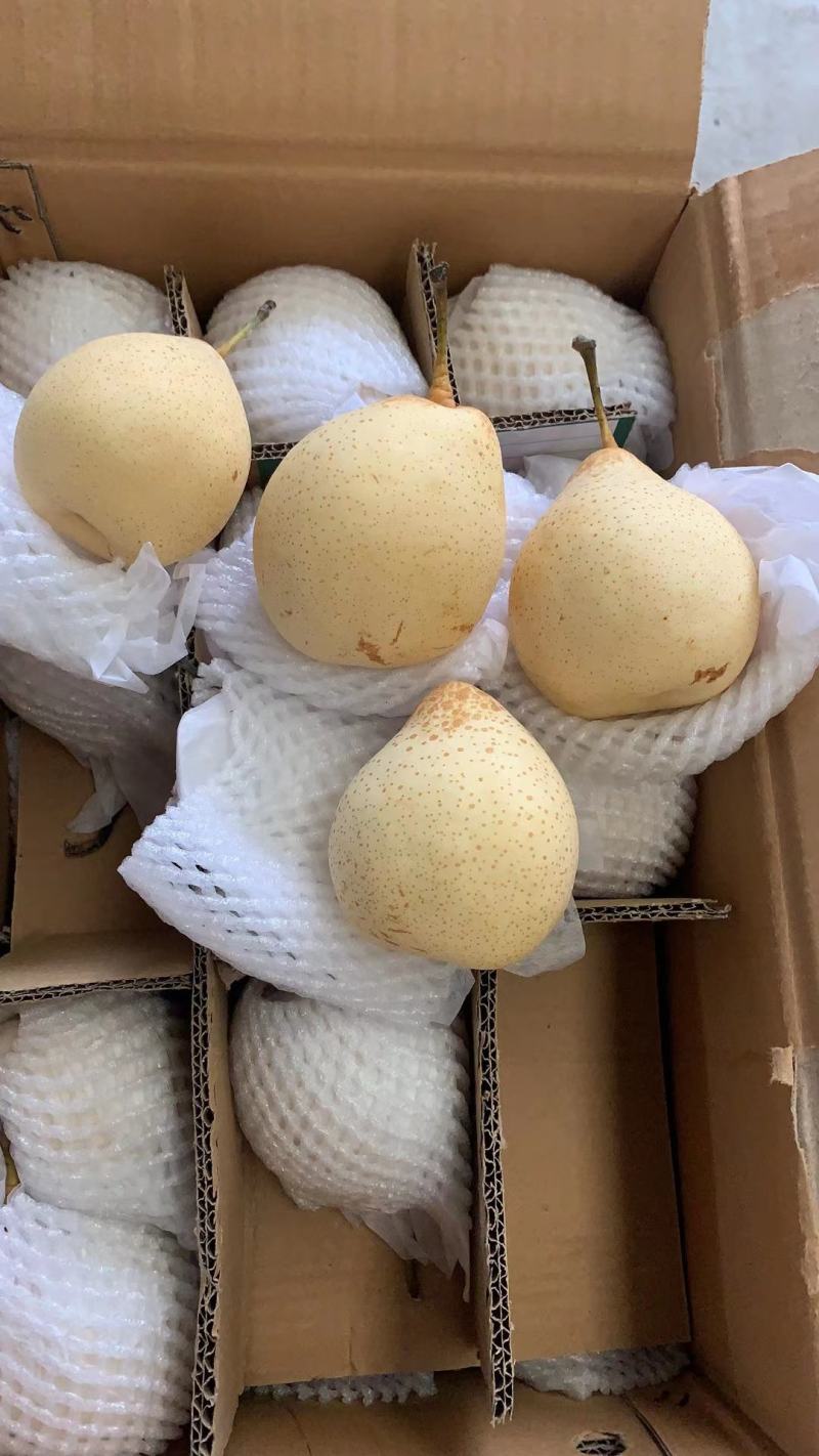 【诚信经营】赵县水晶梨代收代发电商果食品厂合作欢迎咨询