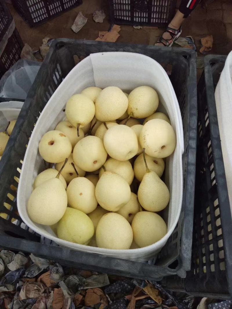 【诚信经营】赵县水晶梨代收代发电商果食品厂合作欢迎咨询
