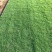 草坪品种齐全百慕大，马尼拉，四季青草坪大量供应