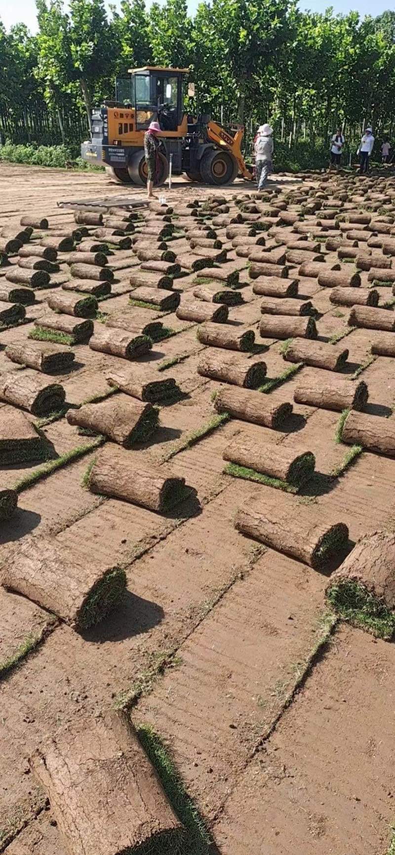 草坪品种齐全百慕大，马尼拉，四季青草坪大量供应