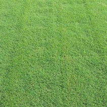 草坪品种齐全百慕大，马尼拉，四季青草坪大量供应