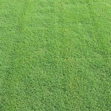 草坪品种齐全百慕大，马尼拉，四季青草坪大量供应