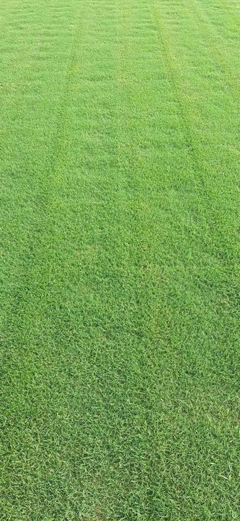 草坪品种齐全百慕大，马尼拉，四季青草坪大量供应