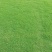 草坪品种齐全百慕大，马尼拉，四季青草坪大量供应