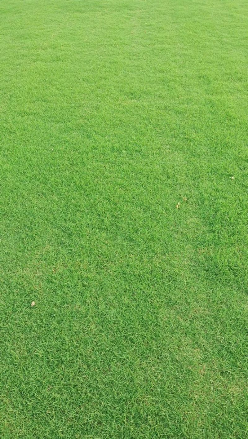 草坪品种齐全百慕大，马尼拉，四季青草坪大量供应