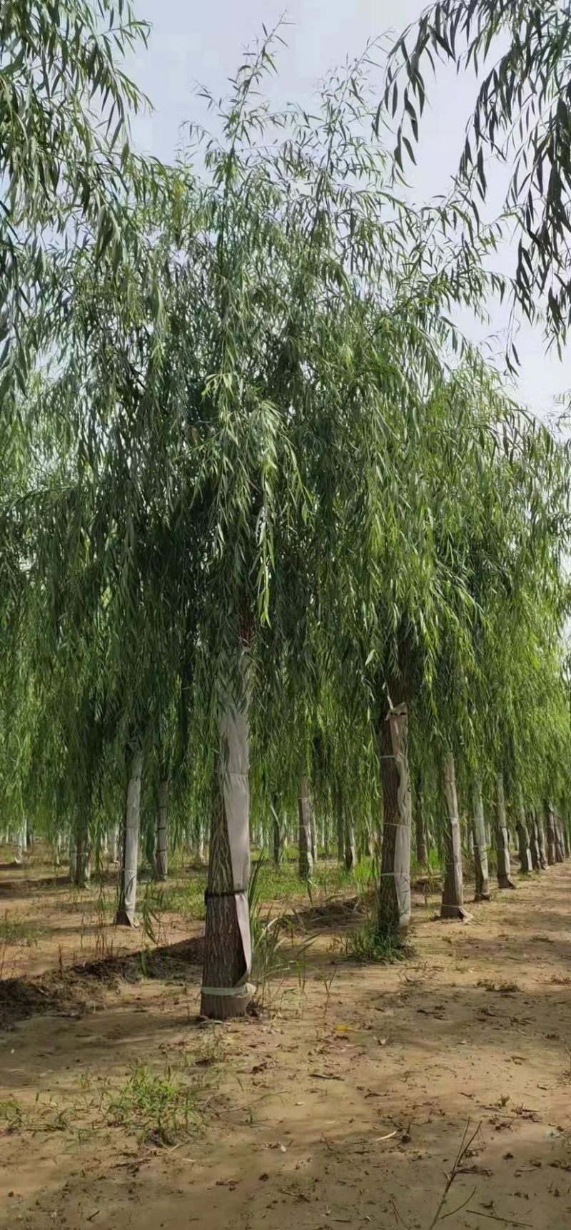 垂柳旱柳金丝柳发帽嫁接柳树10公分到30公分大量有货