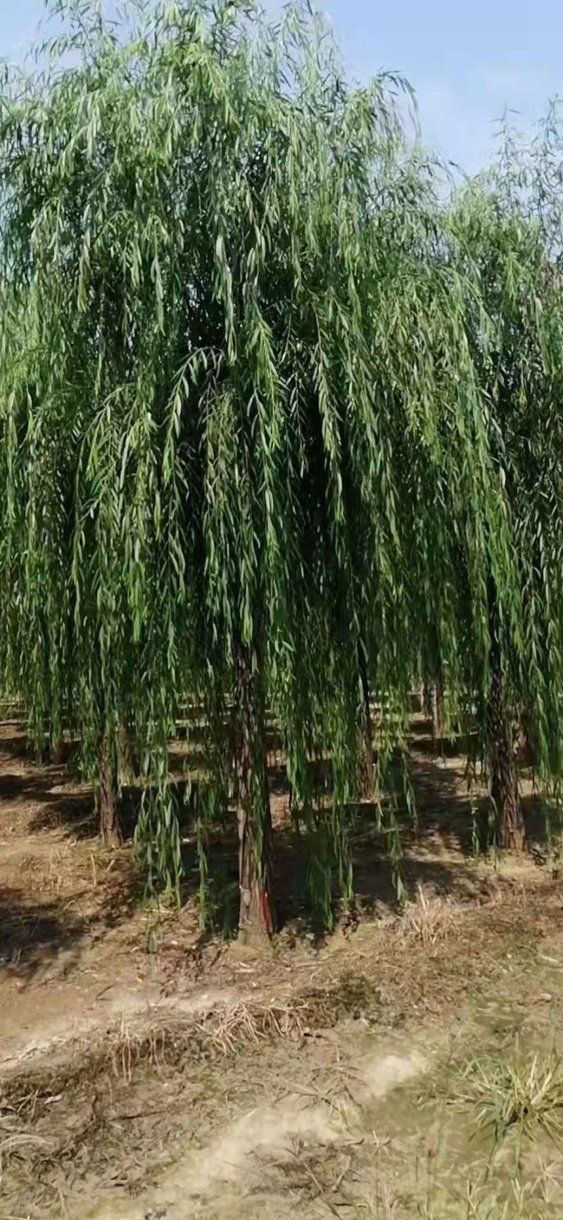 垂柳旱柳金丝柳发帽嫁接柳树10公分到30公分大量有货