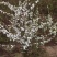 珍珠绣线菊工程苗雪柳干枝容器杯苗雪柳树苗桩全国发货