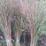 珍珠绣线菊工程苗雪柳干枝容器杯苗雪柳树苗桩全国发货