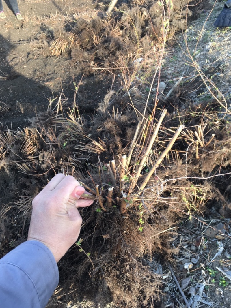 珍珠绣线菊工程苗雪柳干枝容器杯苗雪柳树苗桩全国发货