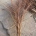 珍珠绣线菊工程苗雪柳干枝容器杯苗雪柳树苗桩全国发货