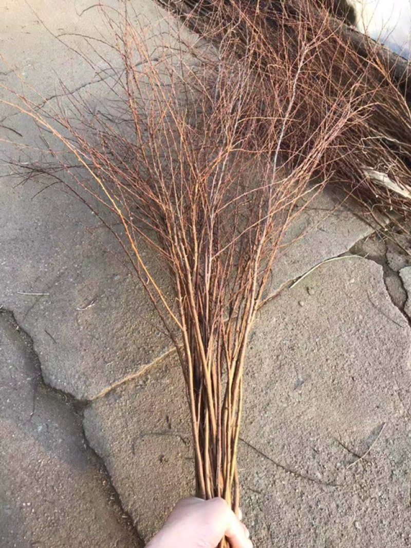珍珠绣线菊工程苗雪柳干枝容器杯苗雪柳树苗桩全国发货