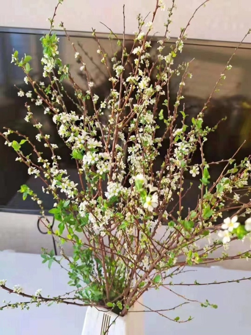 珍珠绣线菊工程苗雪柳干枝容器杯苗雪柳树苗桩全国发货