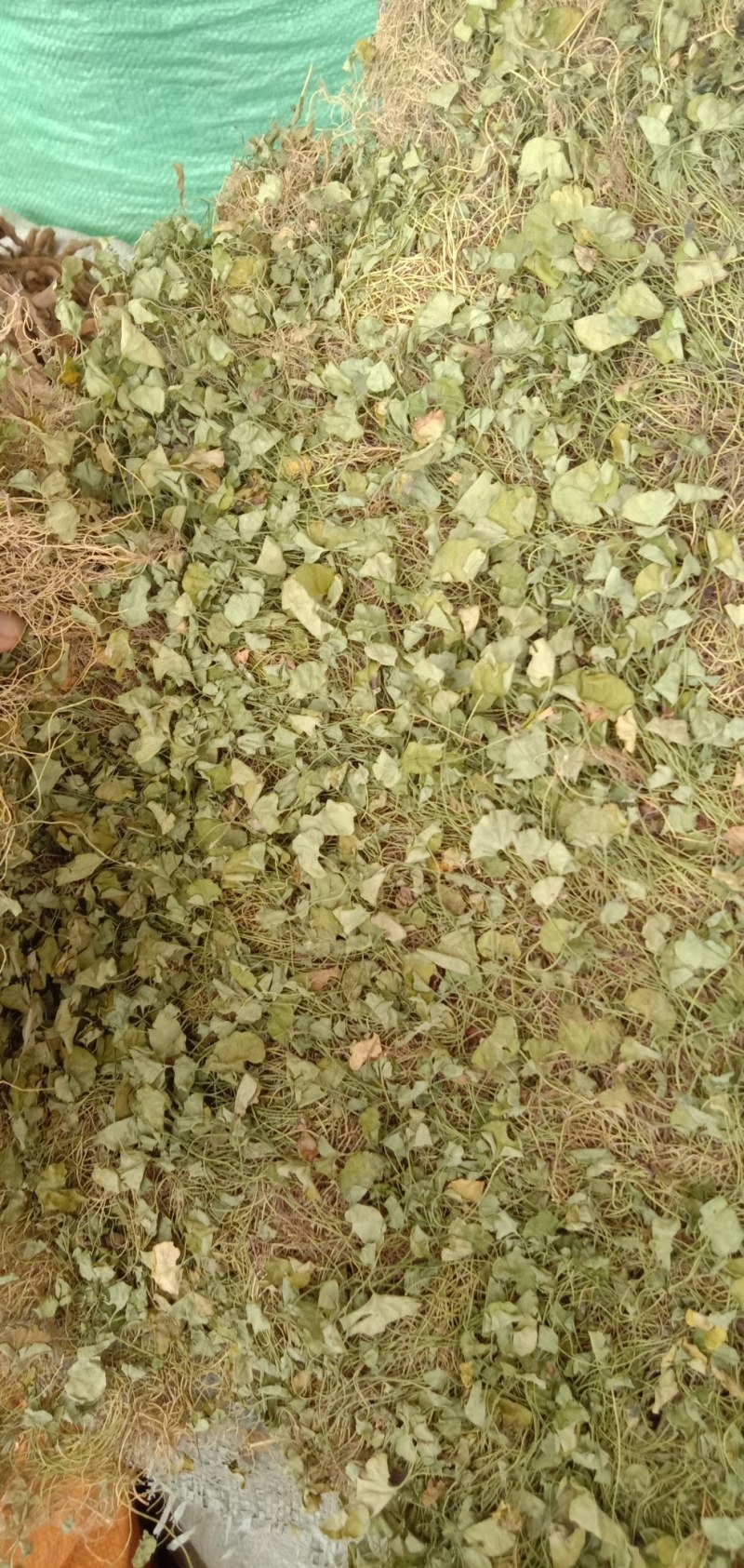 马蹄金，中药材马蹄金，