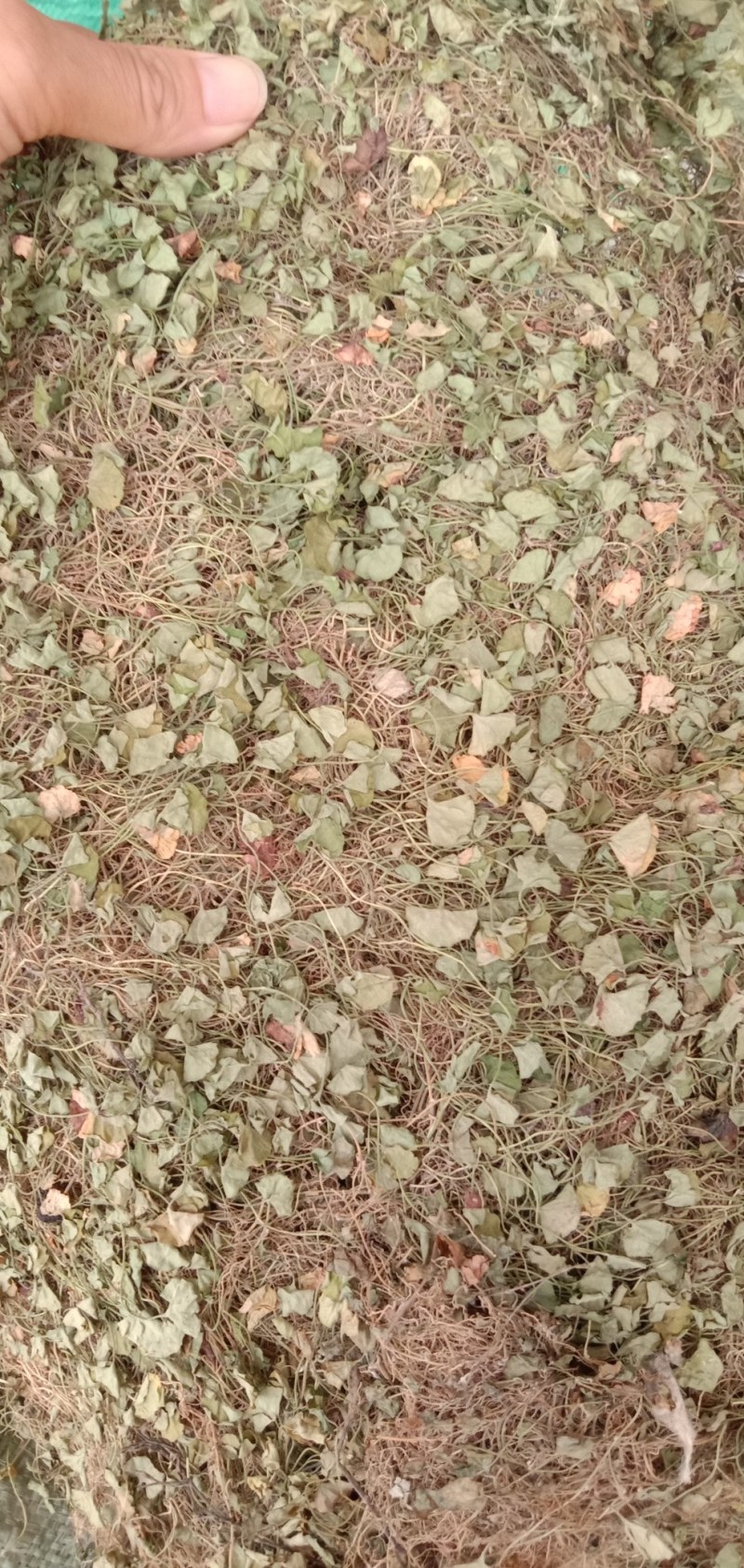 马蹄金，中药材马蹄金，