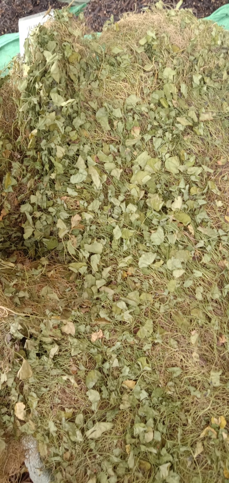 马蹄金，中药材马蹄金，