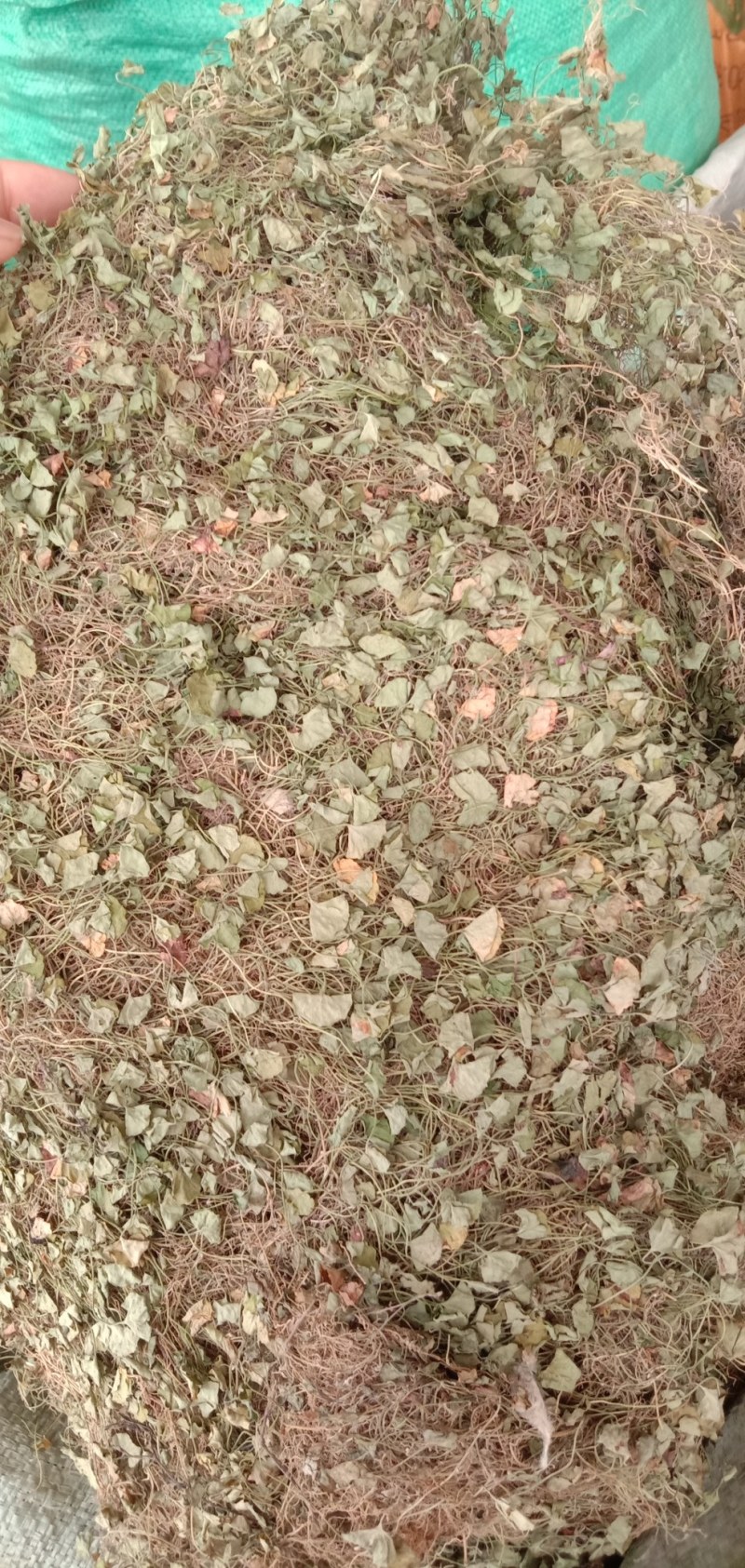 马蹄金，中药材马蹄金，