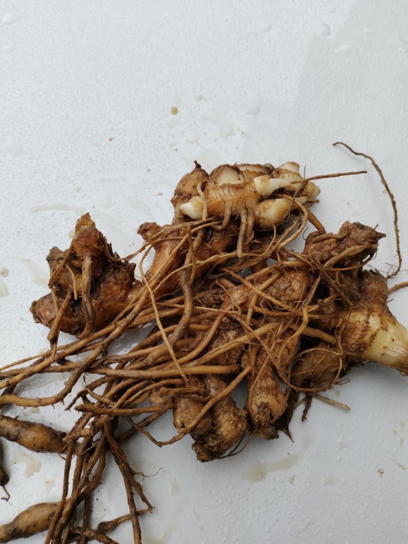 恩施富硒洋河阳菏洋河姜种苗茎块种苗阳菏种苗茎块种苗