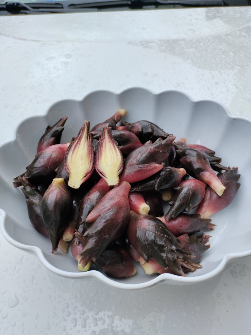 恩施富硒洋河阳菏洋河姜种苗茎块种苗阳菏种苗茎块种苗