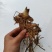 恩施富硒洋河阳菏洋河姜种苗茎块种苗阳菏种苗茎块种苗