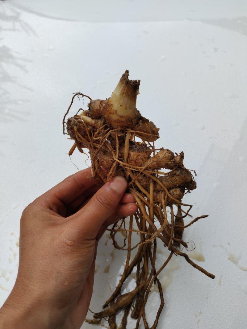 恩施富硒洋河阳菏洋河姜种苗茎块种苗阳菏种苗茎块种苗