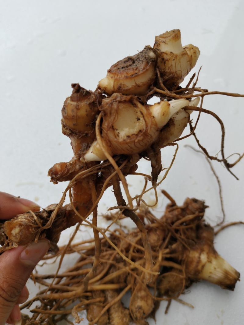 恩施富硒洋河阳菏洋河姜种苗茎块种苗阳菏种苗茎块种苗
